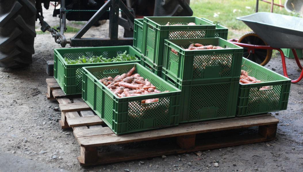 Traktor und mit Gemüse beladene Palette