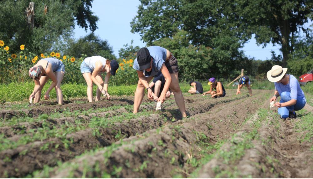 Solawi-Mitglieder beim Unkrautjäten