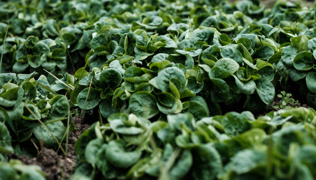 Acker bestellt mit Feldsalat